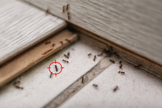 Professional Pest Control in Mount Prospect, IL