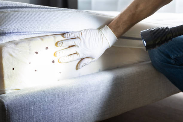 Best Pest Control Near Me  in Mount Prospect, IL