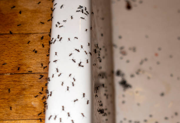 Wildlife Control Services in Mount Prospect, IL