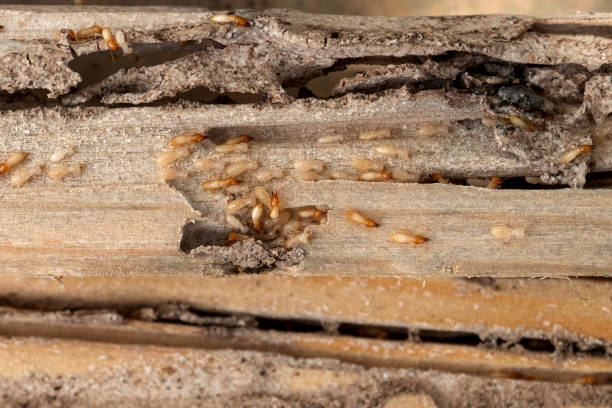 Best Rodent Control Near Me  in Mount Prospect, IL